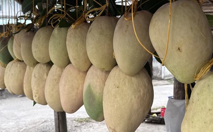 Xuất hiện loại xoài "quái vật" nặng bằng em bé sơ sinh tại miền Tây