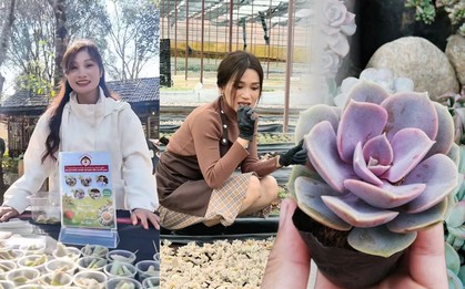 Cảnh báo trào lưu ăn sống sen đá chấm muối ớt, cẩn thận rước họa vào thân