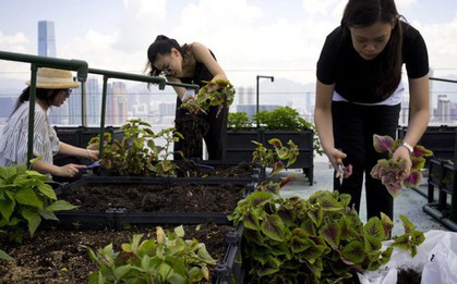 Cư dân thuê 1m² sân thượng để trồng rau: Xu hướng “nông dân đô thị” giúp tiết kiệm tiền ăn và sống xanh giữa thành phố bê tông