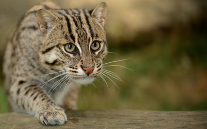 Bắt được "báu vật sống" đang có nguy cơ tuyệt chủng, người dân Tân Bình làm điều đặc biệt