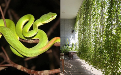 6 cây dụ rắn vào nhà