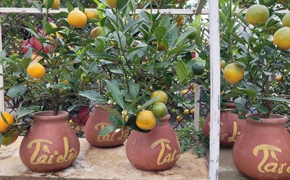 Quất bonsai mini giá vài trăm ngàn đồng mỗi bình