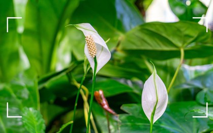 Cây lan ý "rất thích" được lau bộ phận này: Làm đúng thì cây xanh mướt, sinh trưởng mạnh mẽ