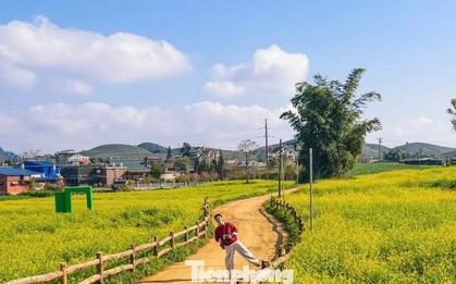 Lạc bước giữa bạt ngàn hoa cải Mộc Châu