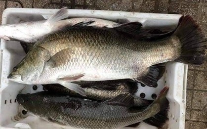 3 loại cá âm thầm nuôi trí não: Chợ Việt bán đầy nhưng chỉ dân sành mới biết để mua