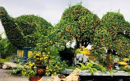 Choáng ngợp loạt ‘siêu phẩm’ cây cảnh chơi Tết ở Hưng Yên giá hàng trăm triệu đồng