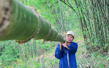 Loài cây trồng một lần, thu cả đời: Ít vốn, ít công chăm sóc, mỗi tháng có chục triệu đồng
