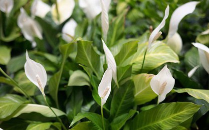 3 vị trí tốt nhất trong nhà để đặt cây lan ý vào năm 2026