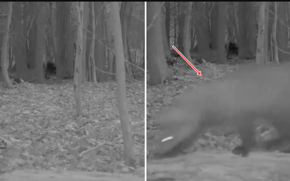 Lần theo đoạn video chỉ vài giây, chuyên gia hân hoan tìm thấy loài vật từng "tuyệt chủng" hơn 100 năm