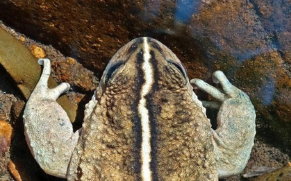 Loài vật quý hiếm bậc nhất hành tinh, mất tích 130 năm bất ngờ "tái xuất"