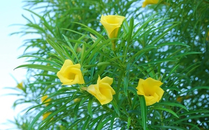 3 loại cây dù thích tới đâu cũng không nên trồng trong vườn nhà vào năm 2026