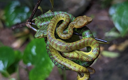 "Báu vật" ẩn mình dưới tán rừng Trường Sơn: Loài đặc hữu hiếm gặp, thế giới chỉ Việt Nam có