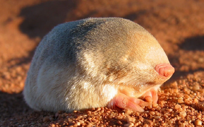 Loài vật quý hiếm bậc nhất thế giới, tuyệt tích gần 90 năm bất ngờ "tái xuất" bởi một chú chó