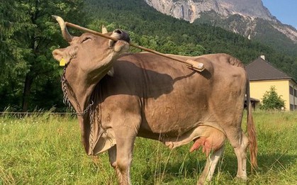 Một con bò ở Áo xuất hiện điều tưởng chỉ có ở con người