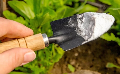 Tự chế dung dịch chống nấm tuyệt vời cho cây trồng trong vườn bằng 1 nguyên liệu có sẵn trong bếp