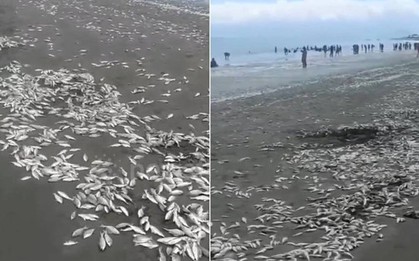 Đi dạo bờ biển, người dân bắt gặp cảnh tượng lạ chưa từng thấy