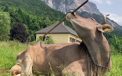 Con bò gây sốt khi sở hữu khả năng cực kỳ đặc biệt