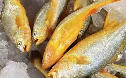 12 loại cá bổ ngang nhân sâm tổ yến, ngọt thịt, ít xương dăm, chợ Việt bán từ 40.000 đồng/kg