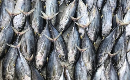 3 loại cá chứa nhiều thủy ngân nhất