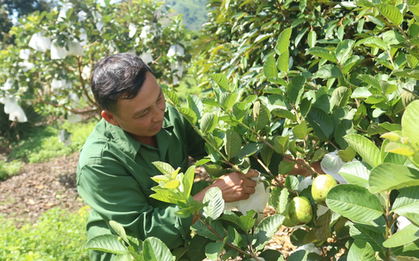 Chăm chỉ trồng 8 loại cây quen thuộc, anh nông dân Kon Tum thu hơn 1,5 tỷ đồng/năm