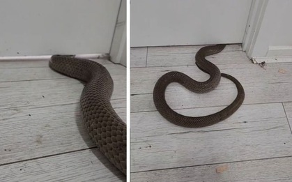 5 thứ "dụ" rắn vào nhà