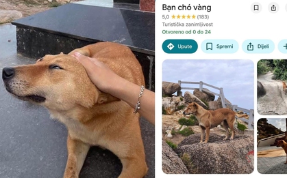 Chú chó vàng được đánh giá 5 sao trên Google Maps vì dẫn đường khách du lịch quá có tâm