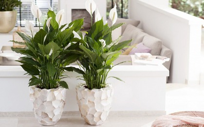 4 cây NASA khuyên trồng trong nhà