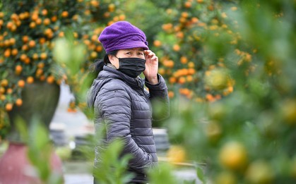 Mưa rét phủ làng quất Tứ Liên, người Hà Nội vẫn hào hứng ‘săn’ quất