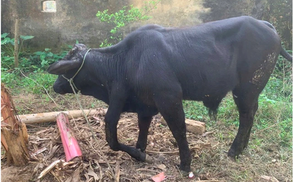 Một con bò ở Thanh Hoá được trả 900 triệu, nhưng chủ quyết không bán: Đặc điểm khác thường gây tò mò