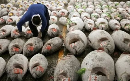 Không phải sầu riêng, một ‘siêu thực phẩm’ của Việt Nam được Mỹ và châu Âu cực ưa chuộng: Thu về 924 triệu USD, nước ta xuất khẩu đứng top thế giới