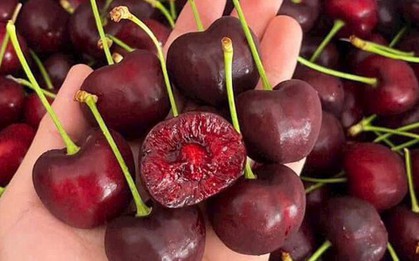Cherry đang vào mùa giá rẻ: Thấy 3 loại này ngoài chợ, dù giá thấp cũng đừng mua kẻo “tiền mất tật mang”