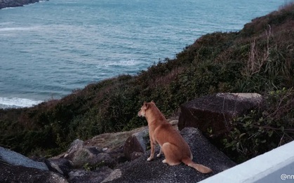 Chú chó vàng hot nhất Việt Nam lúc này!