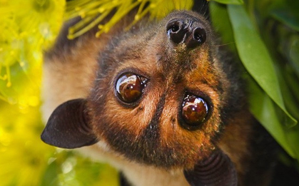 Không có vaccine, tỉ lệ tử vong tới 75%, có thể không triệu chứng: Bác sĩ giải thích vì sao dịch virus Nipah cần phòng tránh ngay từ đầu?