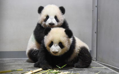 Buồn của Nhật Bản: 100.000 người đăng ký đến chia tay cặp gấu trúc song sinh về Trung Quốc, đánh dấu ngày không còn con gấu trúc nào trên lãnh thổ