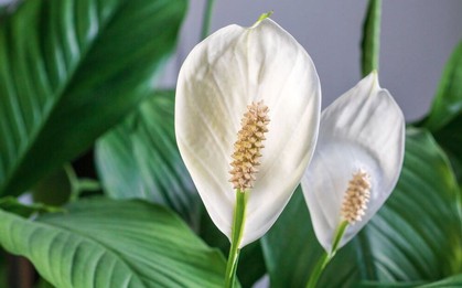 Cây lan ý “rất thích” loại nước này, biết tưới thì cây ra cực nhiều hoa