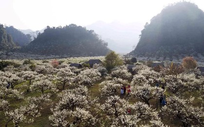 Mộc Châu vào mùa hoa mận: Sắc trắng tinh khôi níu chân du khách