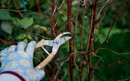 6 loại cây cần được cắt tỉa ngay bây giờ