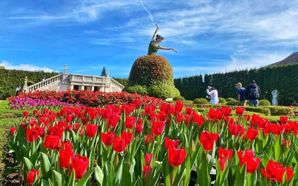 Sun World Ba Na Hills hứa hẹn hút khách dịp Tết Bính Ngọ với hàng triệu bông tulip