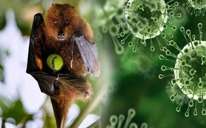 Virus Nipah quay trở lại Ấn Độ: Giới chuyên gia nói gì về nguy cơ xâm nhập Việt Nam?