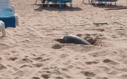 Cả bãi biển sững lại khi sinh vật đẻ một lèo 125 quả trứng, du khách vây quanh xem không rời mắt