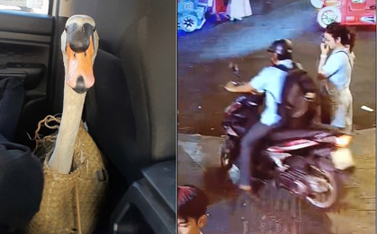 Toàn cảnh quá trình giải cứu thiên nga trắng 60 triệu bị nhét vào balo, “bắt cóc” khỏi Thảo Cầm Viên