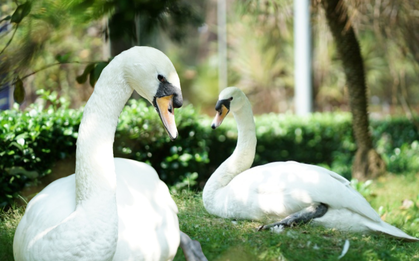 Sau vụ bắt cóc hy hữu, con thiên nga trắng còn lại tại Thảo Cầm Viên trong tình trạng khác lạ khiến nhiều người lo lắng