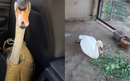 Cập nhật tình hình mới nhất của Dương - nạn nhân vụ "bắt cóc" thiên nga trắng tại Thảo Cầm Viên Sài Gòn