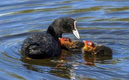 Mang trứng của loài mệnh danh "sản vật tiến Vua" về ấp thử, anh nông dân Bắc Ninh thu lãi tiền tỷ mỗi năm