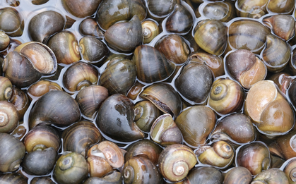 Ốc bươu ngâm “thủy tinh lỏng”, bác sĩ cảnh báo nóng