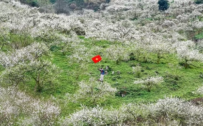 Đắm chìm trong sắc trắng miên man ở cao nguyên Mộc Châu