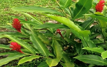 Tìm thấy hoạt chất chống ung thư từ cây mọc dại phổ biến