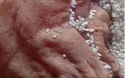 Mở thùng gạo phủ bụi, người đàn ông phát hiện vật thể khô bị lãng quên 50 năm, giá trị ngang căn biệt thự