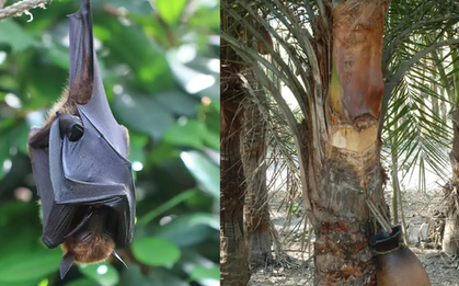 Món nước dễ chứa nguồn lây virus Nipah: Chuyên gia cảnh báo ngon, thèm mấy cũng phải tránh