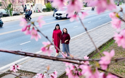 Du khách đổ về những cung đường mai anh đào đẹp nhất Đà Lạt
